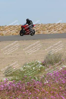 media/Mar-12-2023-SoCal Trackdays (Sun) [[d4c8249724]]/Turn 15 Inside Bloom (130pm)/